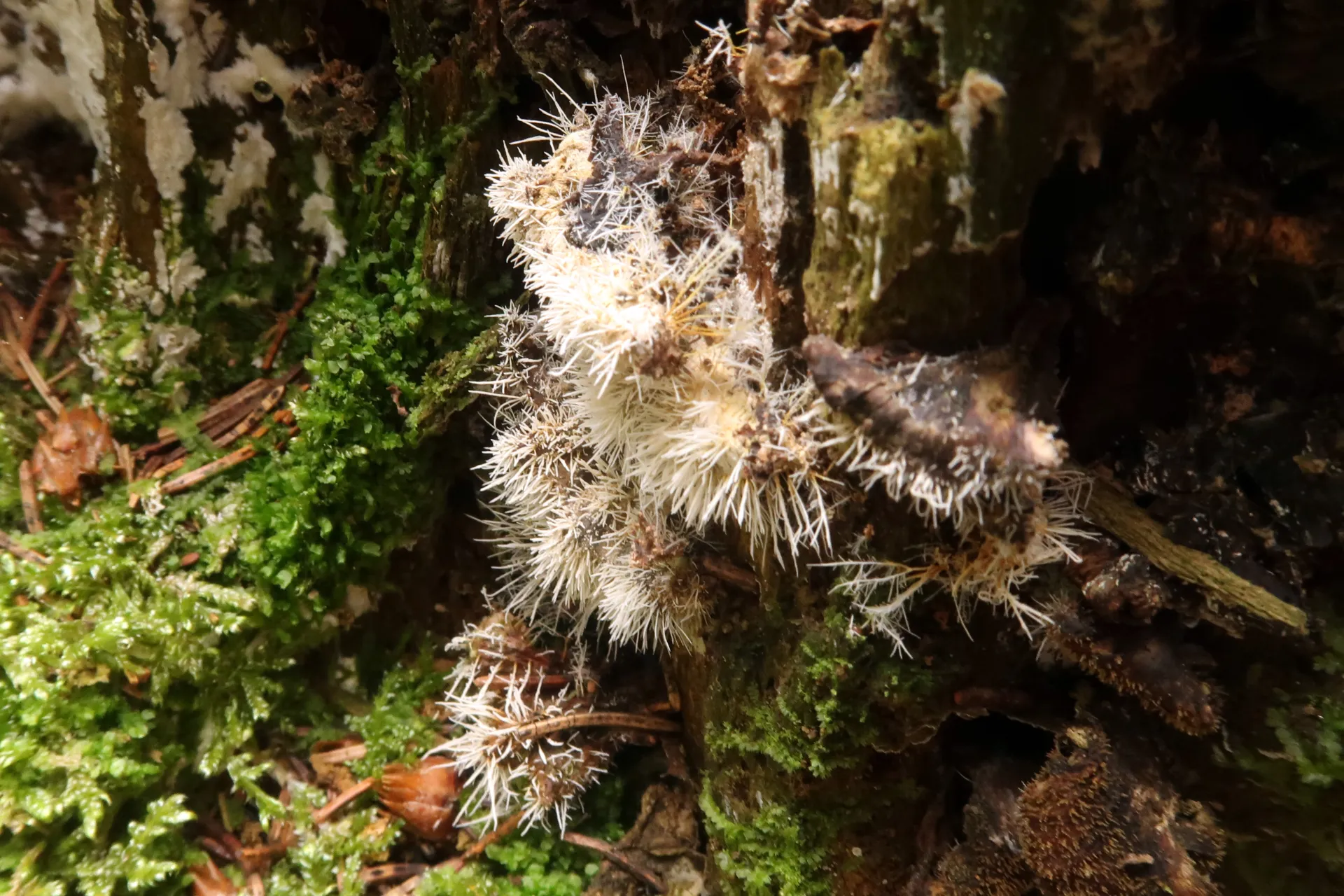 Tilachlidium brachiatum - 1 - IMG_7987